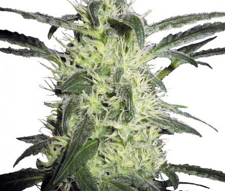 Sensi Seeds Silver Haze regular 10 ks