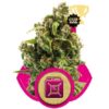 Royal Queen Seeds Sour Diesel 5ks