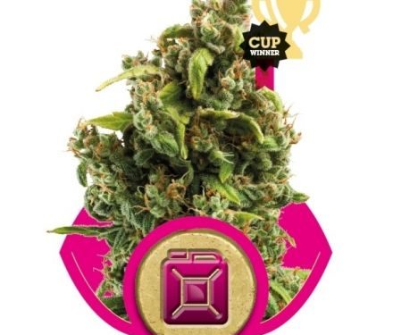 Royal Queen Seeds Sour Diesel 5ks