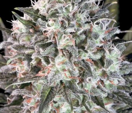 Space Cookies - 3 ks feminizovaná semienka Paradise Seeds