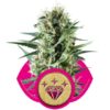 Special Kush 1 fem. Royal Queen Seeds 10 ks