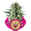 Special Kush 1 fem. Royal Queen Seeds 5 ks