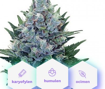 Special Medic CBD - feminizované semená 10 ks Cannapio