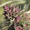 Paradise Seeds Sweet Purple 5ks