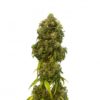 Swiss Dream CBD - 10ks feminizovaná semienka Kannabia Seeds