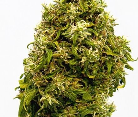 Swiss Dream CBD - 3ks feminizovaná semienka Kannabia Seeds