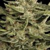 Paradise Seeds Vertigo 10ks autoflowering