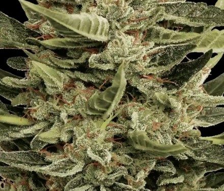 Paradise Seeds Vertigo 3ks autoflowering